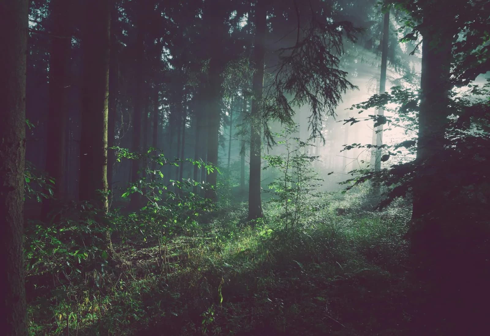 Forestal